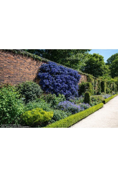 Цеанотус щитовидний Конча догляд